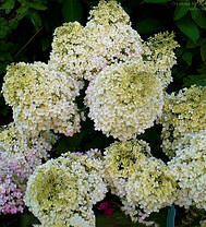 Гортензія волотиста "Бобо" \ Hydrangea Bobo ( саджанці 3 роки С3л ), фото 5