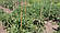 Опори та кілочки для квітів і рослин Ø 6 мм (0,5 метра), фото 4