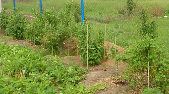 Кілочки для підв'язування низькорослих кучерявих рослин, розсади Ø 7 мм (1 метр)