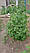 Кілочки для підв'язування низькорослих кучерявих рослин, розсади Ø 7 мм (1 метр), фото 5