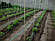 Опори/дули для підв'язування рослин, дерев, саджанців Ø 10 мм (1 метра), фото 2
