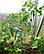 Опори/дули для підв'язування рослин, дерев, саджанців Ø 10 мм (1 метра), фото 4