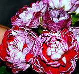 Розсада саджанців Пеларгонія зональна Cook`s Scarlet and White, фото 4