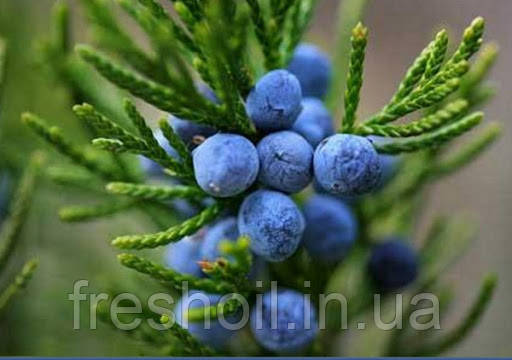 Гідролат ялівцю 100 мл, фото 1