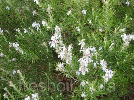 Гідролат пальмарози 1 л, фото 1