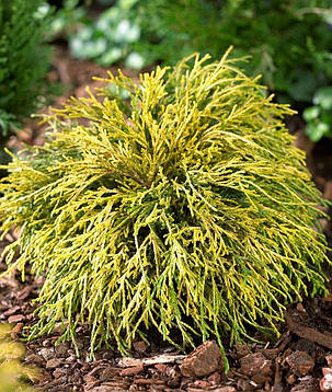 Кипарисовик горохоплодний Filifera Aurea (С1.5л 3 роки саджанці), фото 1