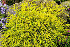 Кипарисовик горохоплодний Filifera Aurea (С1.5л 3 роки саджанці), фото 4