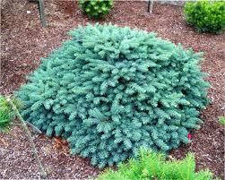 Ялина колюча Вальдбрун (горщик 1л)