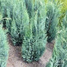 Кіпарисовик Лавсона Вайт Спот (контейнер 0,5л)