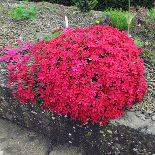 Саджанці Флокса шилоподібного Ред Вінгс (Phlox subulata Red Wings) Р9