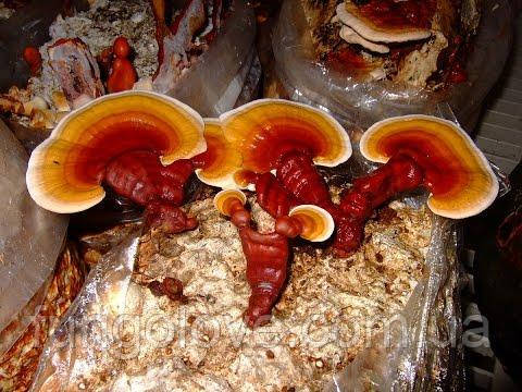 Блоки для вирощування Рейші (Ganoderma lucidum).