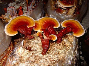 Блоки для вирощування Рейші (Ganoderma lucidum).