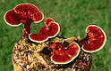 Блоки для вирощування Рейші (Ganoderma lucidum)., фото 5