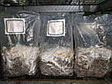 Блоки для вирощування Рейші (Ganoderma lucidum)., фото 9