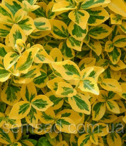 Бересклет форчуна "Эмеральд'н Голд" ( саджанці р9 )