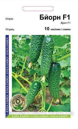 Насіння огірок Бйорн F1, Enza Zaden, 10 шт. Голландія