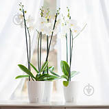 Вазон Santino ORCHIDEA 'TWIN 1.3 л Графітовий, фото 3