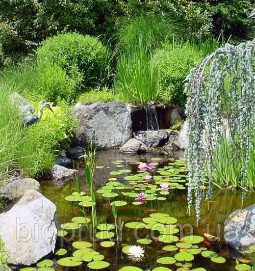 Замовити декоративний ставок.