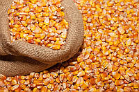 Сухие зерна кукурузы минимальный заказ 50 кг