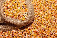 Сухі зерна кукурудзи мінімальне замовлення 50 кг