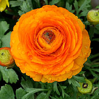 Лютик Ranunculus Aviv Orange