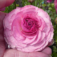 Лютик Ranunculus Aviv Picotee Pink