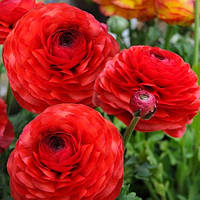 Лютик Ranunculus Aviv Red