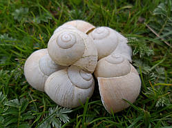 Мушлі білого равлика для декору, 10 шт\уп