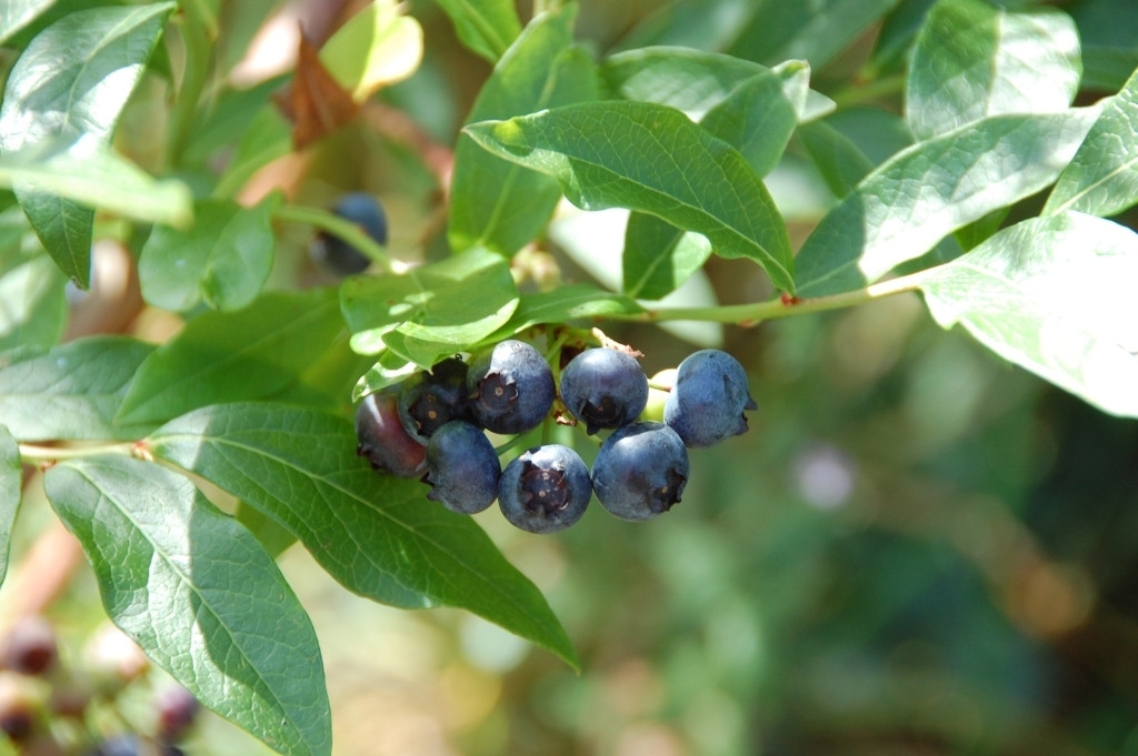 Саджанці лохини Герберт Дворічні, Vaccinium corymbosum Herbert, фото 1