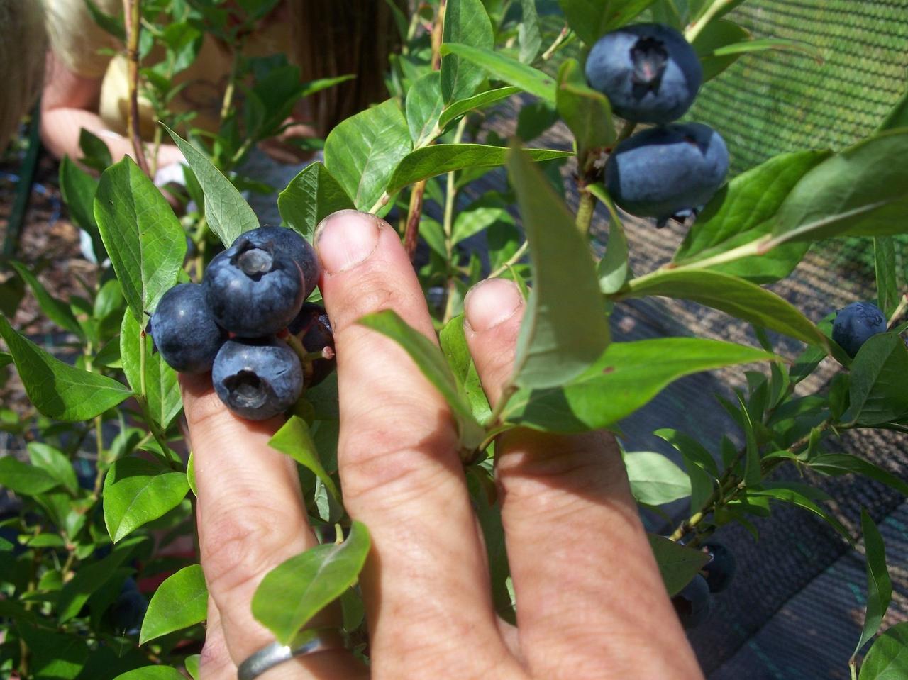 Саджанці лохини Елізабет Дворічні, Vaccinium corymbosum Elizabeth, фото 1