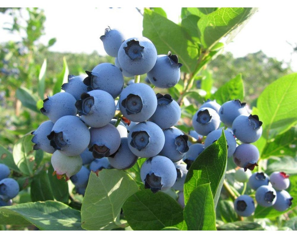 Саджанці лохини Спартан, 5 річка, 7л контейнер, Vaccinium corymbosum Spartan​