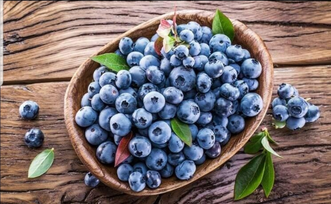 Саджанці Лохини Нортленд Чотирирічні, фото 1