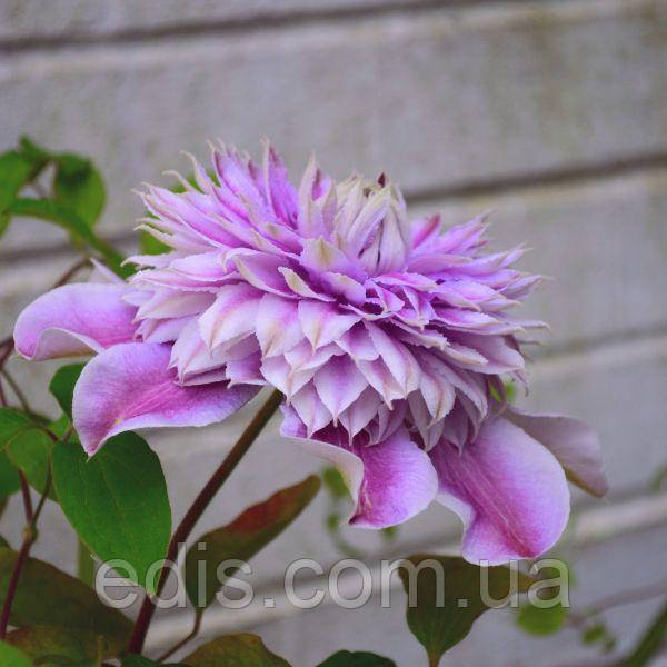 Клематис Josephine (Жозефіна): продаж, ціна у Хмельницькому