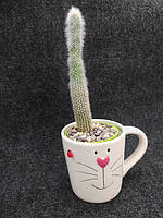 Флорист Софія Чернікова м. Харків