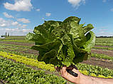 Насіння салату Корбана, 5000 насіння, фото 2