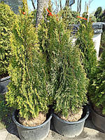 Туя западная Thuja occidentalis Smaragd h 150-170, ком