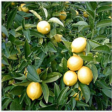 Лимон Ташкенський (горщик 2л)