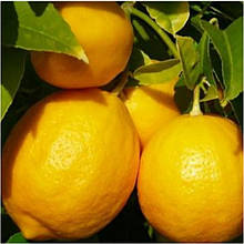 Лимон Новогрузинський  (горщик 2л)