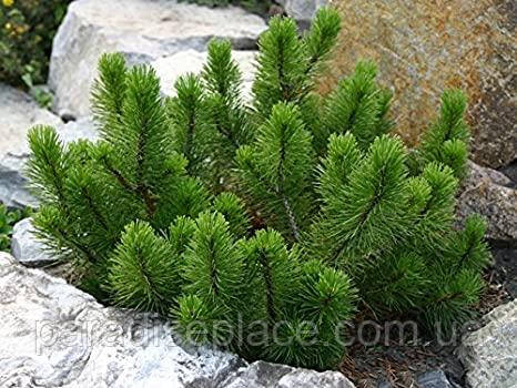 Сосна гірська карликова Мугус/Pinus mugo Mughus, С1.5, 3 роки, 25+см - фото 4 - id-p1182994081