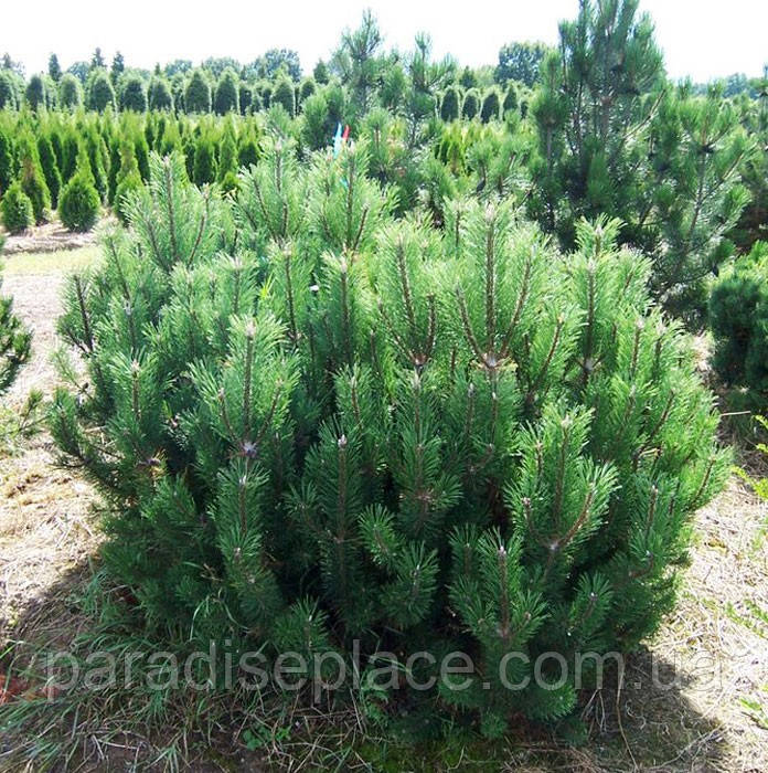 Сосна гірська карликова Мугус/Pinus mugo Mughus, С1.5, 3 роки, 25+см - фото 5 - id-p1182994081