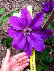 Клематис Kacper (Каспер), фото 3