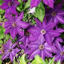 Клематис Kacper (Каспер), фото 4