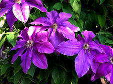 Клематис Kacper (Каспер), фото 2