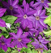 Клематис Kacper (Каспер), фото 5