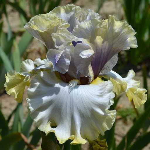 Ірис No1, фото 1