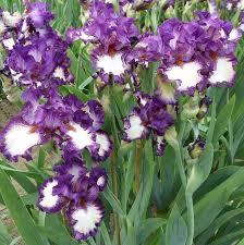 Ірис No7, фото 1