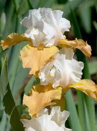 Ірис No8, фото 1