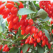 Годжі Делікат Бест 2 роки