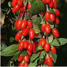 Годжі Біг Барбері 2 роки