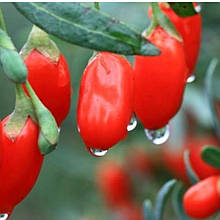 Годжі Делікат 2 роки